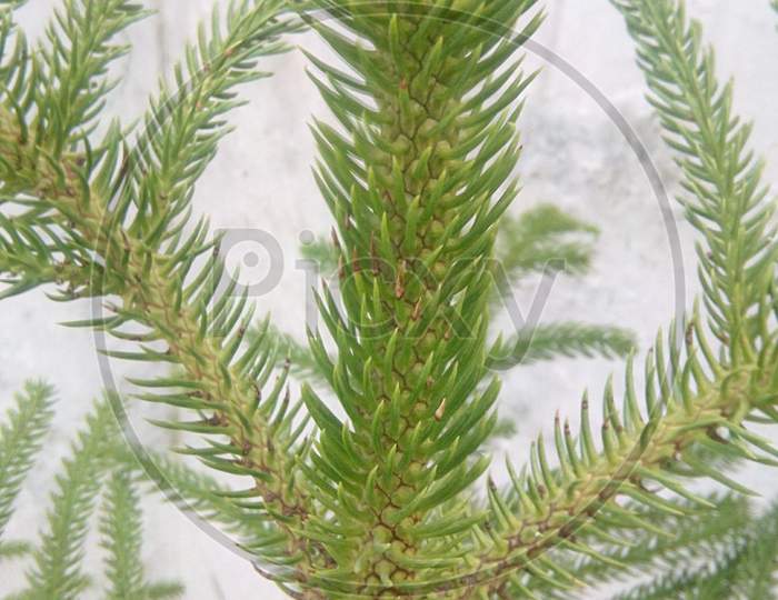 Pine tree Leafs And Branches Closeup Forming a Background