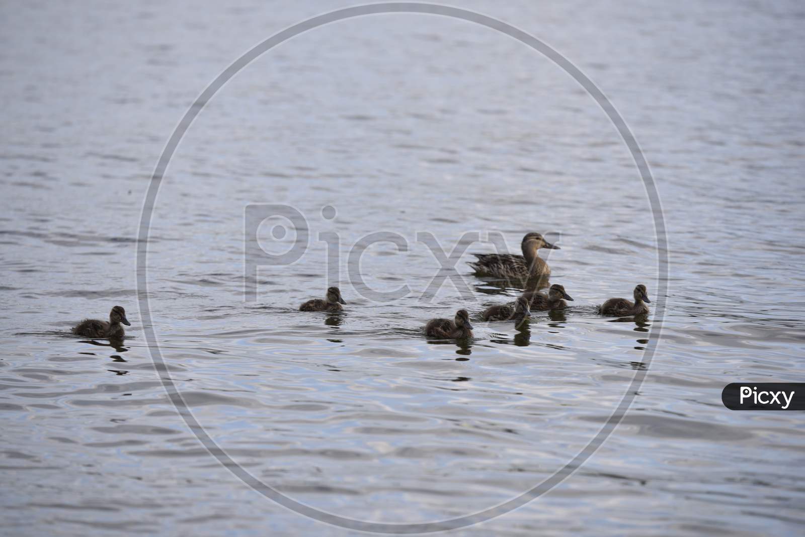 Family Of Ducks On The Lake Surface