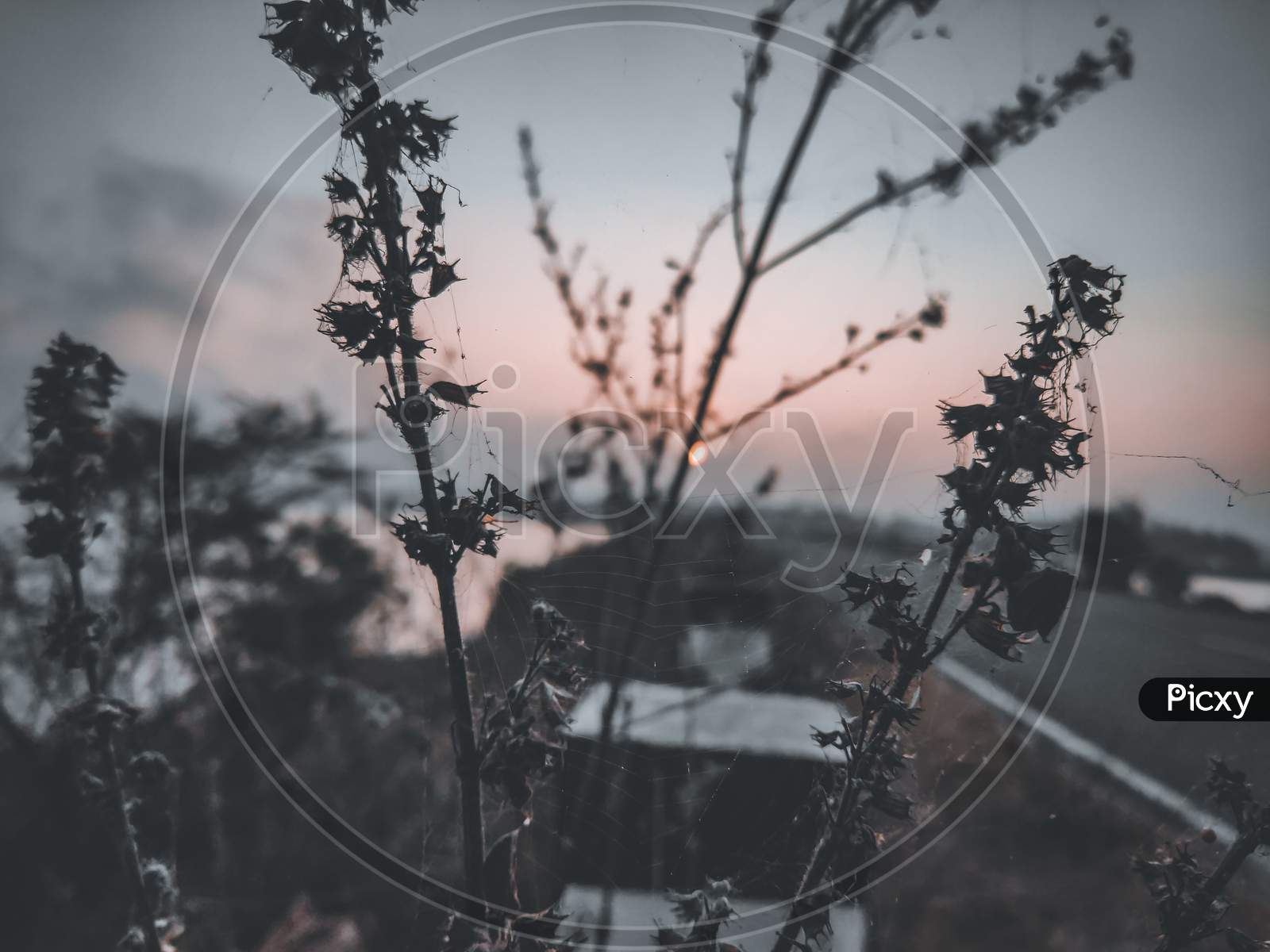 Bokeh of a exotic plant with sunrise in the background