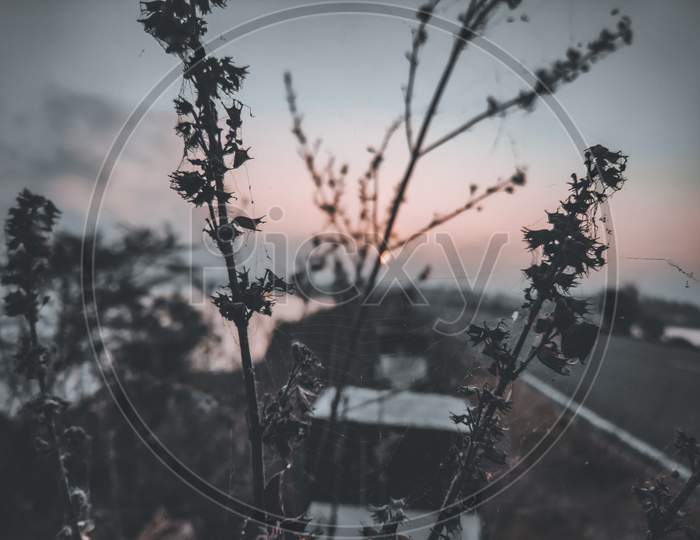 Bokeh of a exotic plant with sunrise in the background