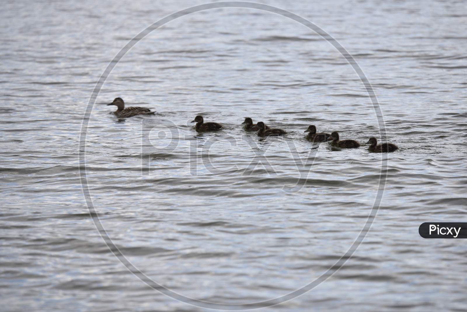 Mother Duck With Her Offsprings On The Surface Of Water