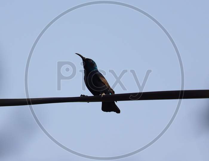 A Black Hummingbird Perching