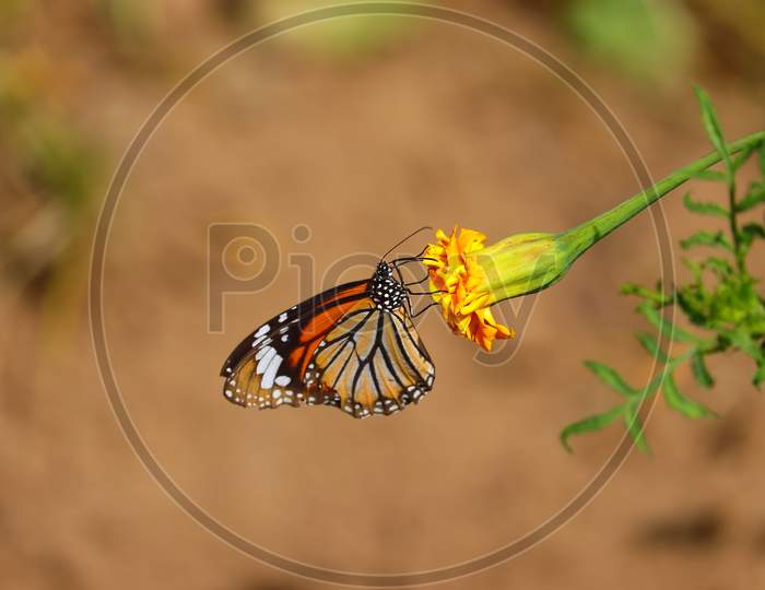 A Monarch Butterfly Feeding Juice Of Yellow Marigold Flower