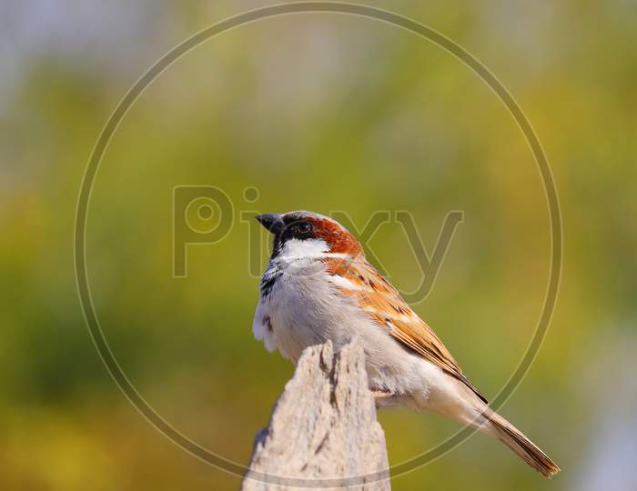 Male Sparrow Sitting On Rock