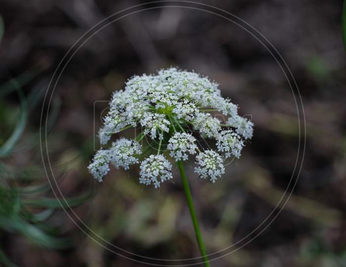 Queen anne lace also known as carrot flower, organically grown outdoor