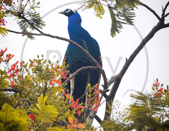 Indian Peacock on a branch