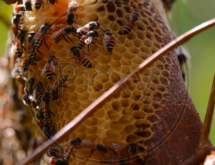 honey bees on honey comb closeup view
