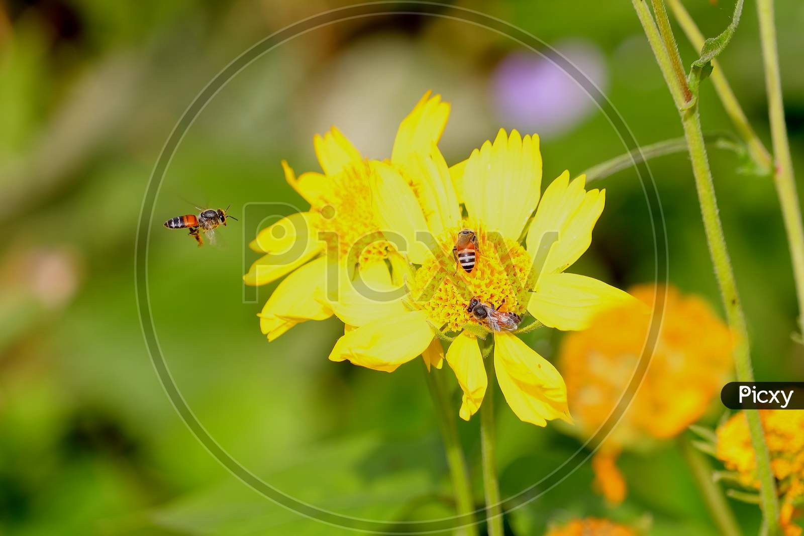 wild honey bee on yellow flower