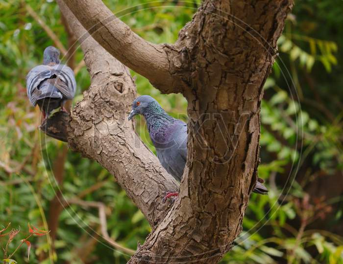 pet pigeon sitting on tree