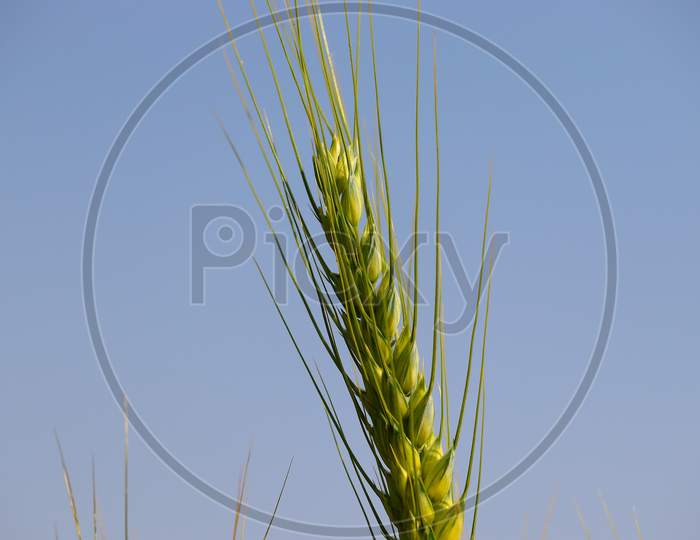 ear of wheat close up