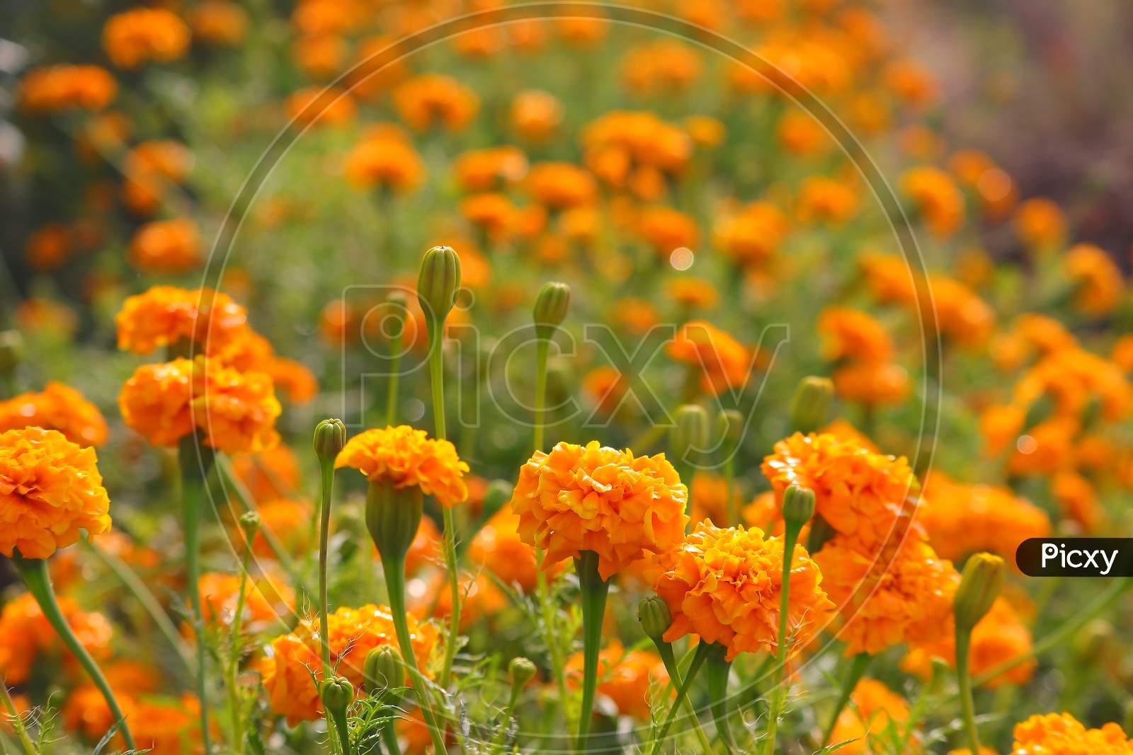 winter marigold flowers garden