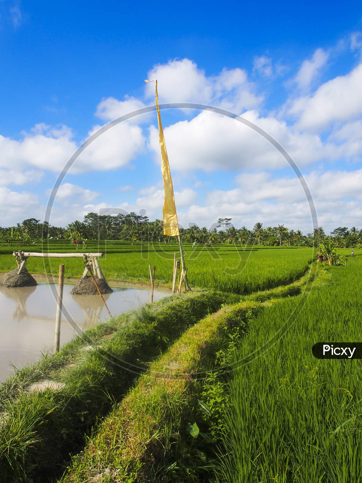 Lush green rice field in Ubud Bali