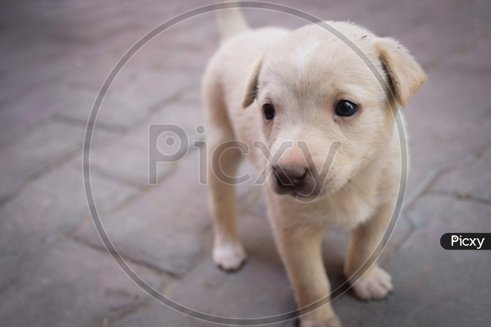 puppy in front of a background