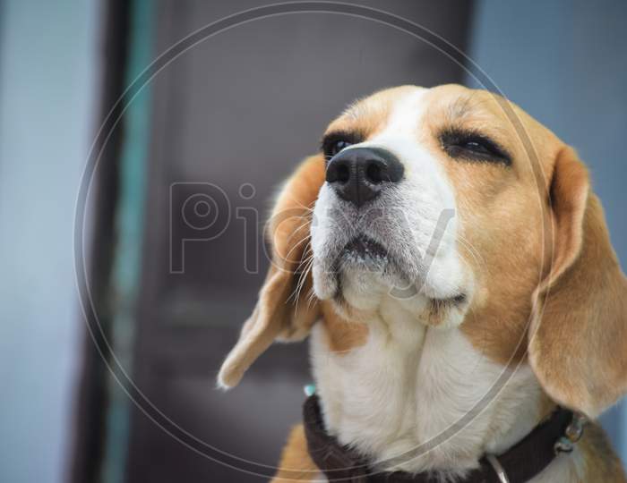 beagle in front of a fence
