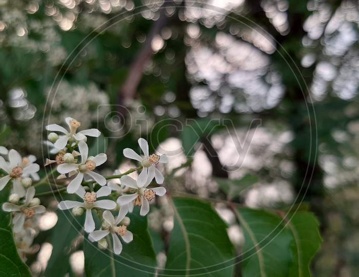 White flowers Neem tree flowers