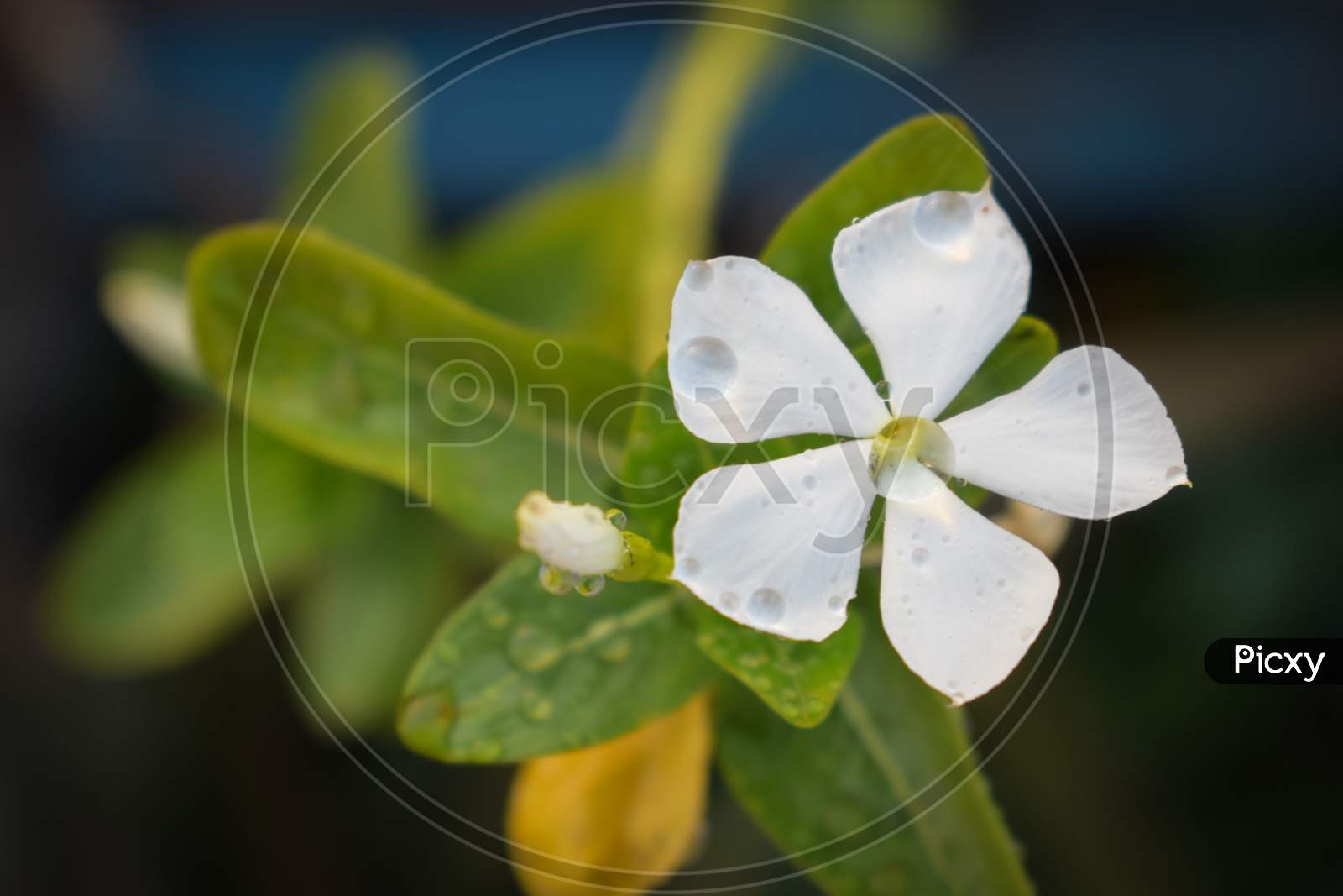 A white flower in the garden