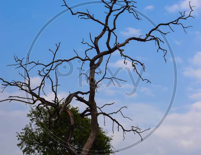 old dead tree in the park with blue sky