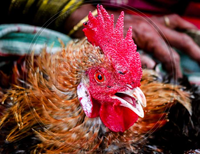 close up of a rooster and hen from Indian village