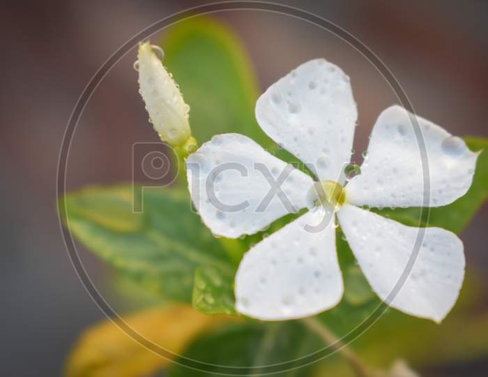 A white flower in the garden