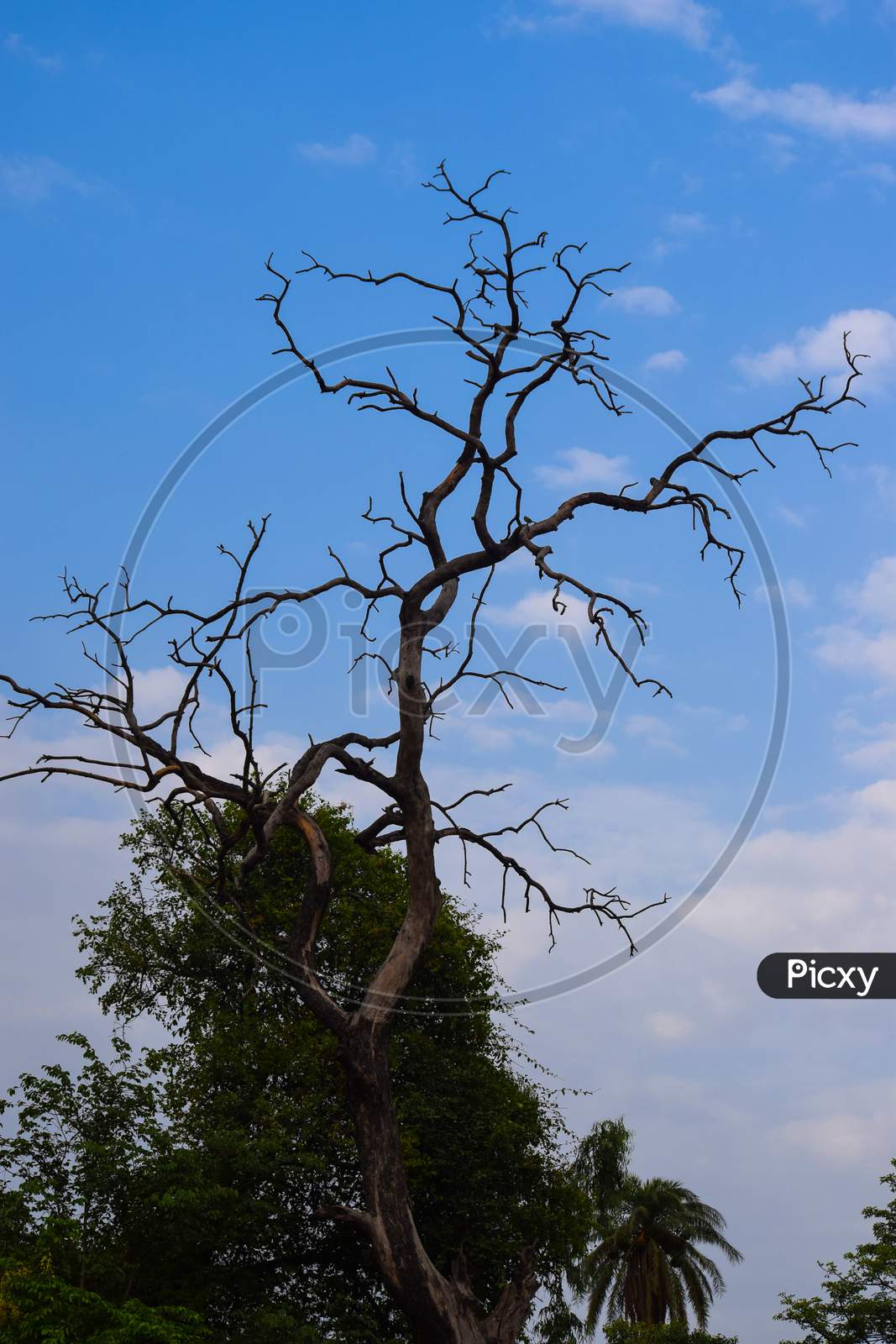 old dead tree in the park with blue sky