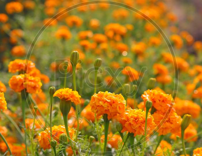 winter marigold flowers garden