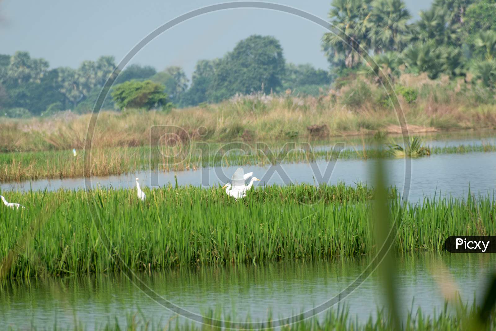 Beautiful views of nature on the banks of a river in West Bengal
