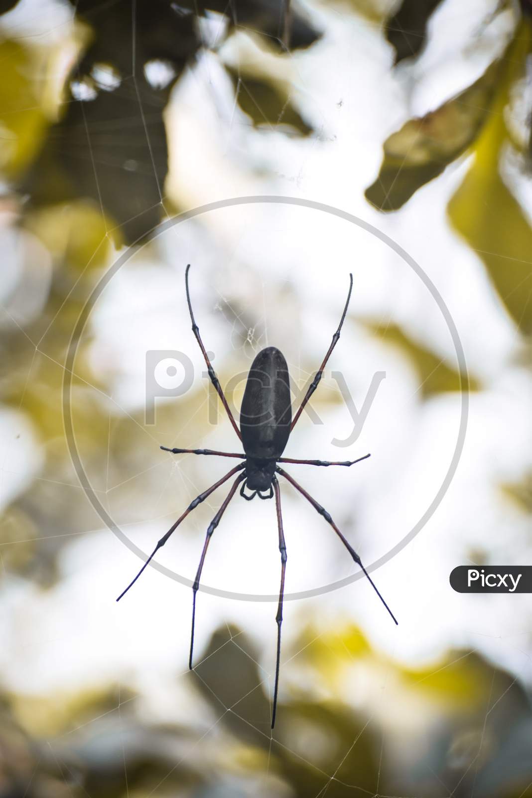 black spider on a web