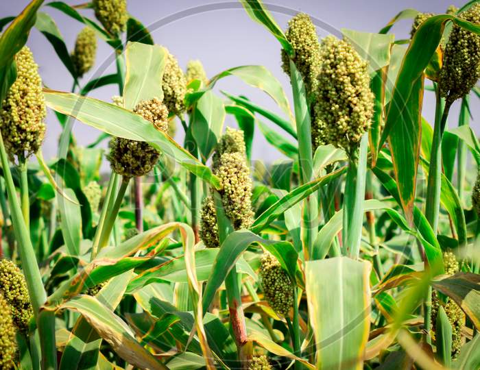 jowar - corn plants in the field