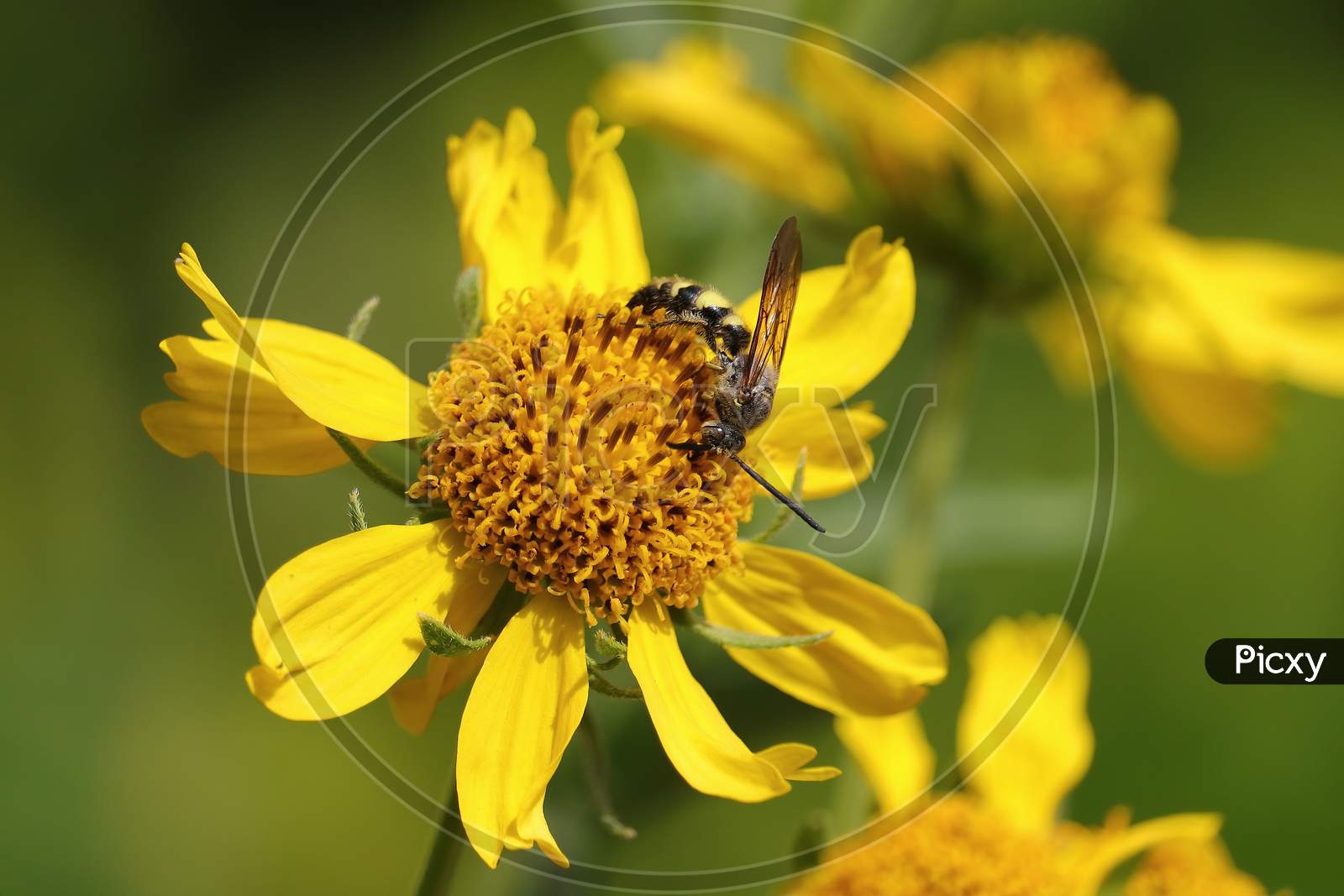 garden wasp collecting pollen on yellow flower closeup view