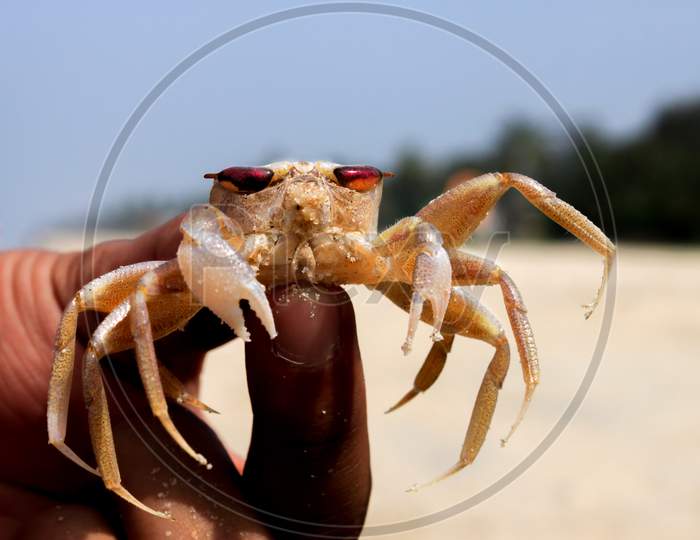 kekda - close up of a crab held in the hand