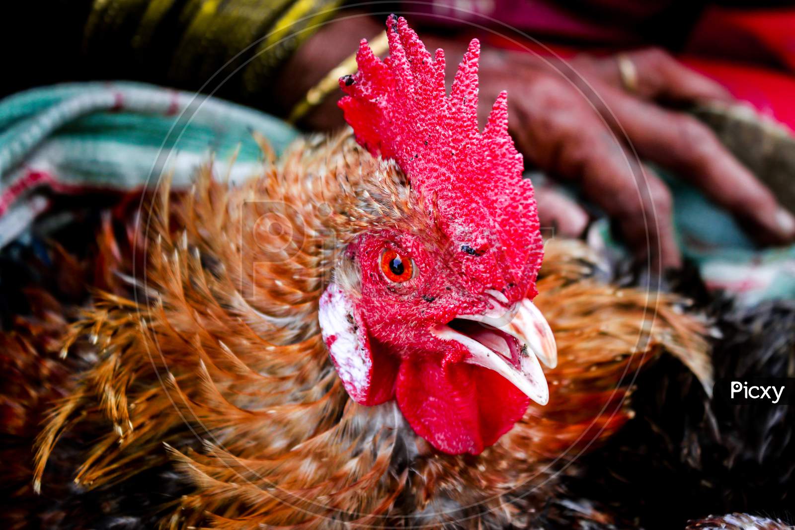 close up of a rooster and hen from Indian village