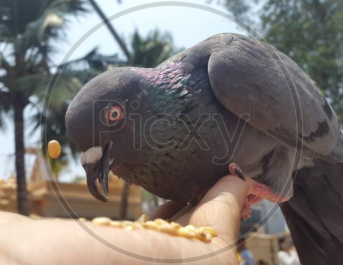The praying Pigeon of Cochin