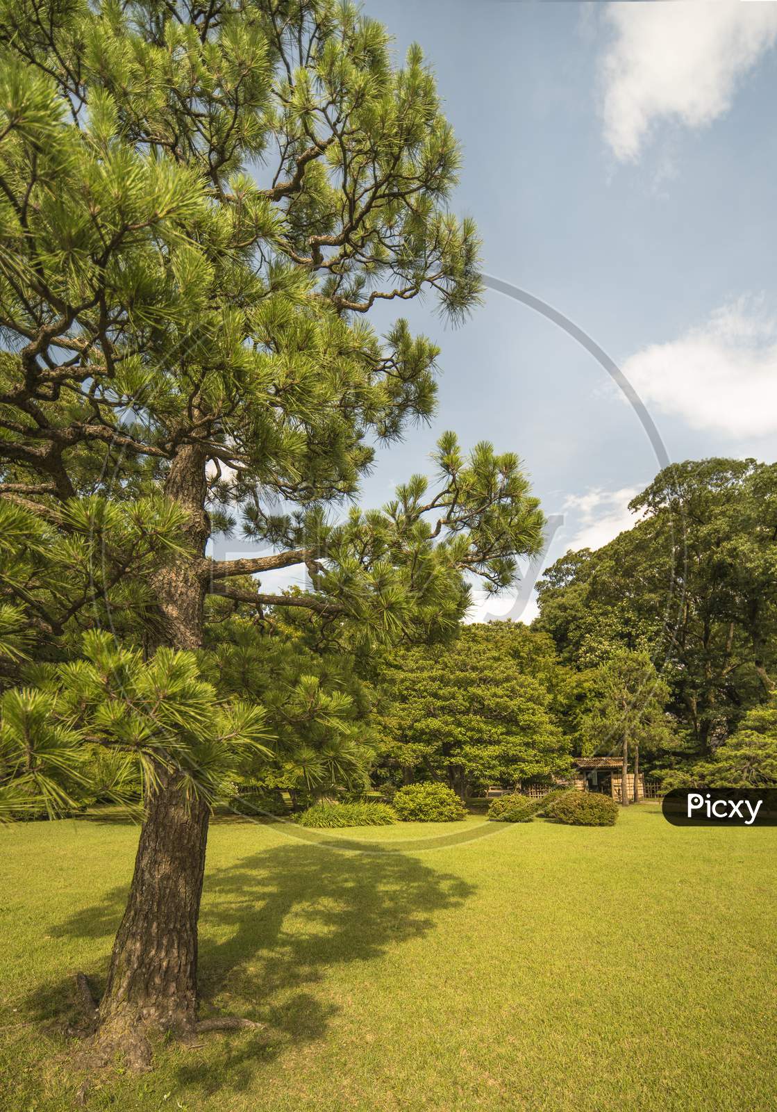 Big Pine Tree On A Lawn Under The Blue Sky And Bamboo Gate In The Garden Of Rikugien In Tokyo In Japan.