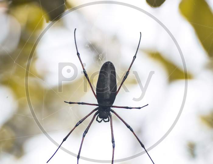 black spider on a web