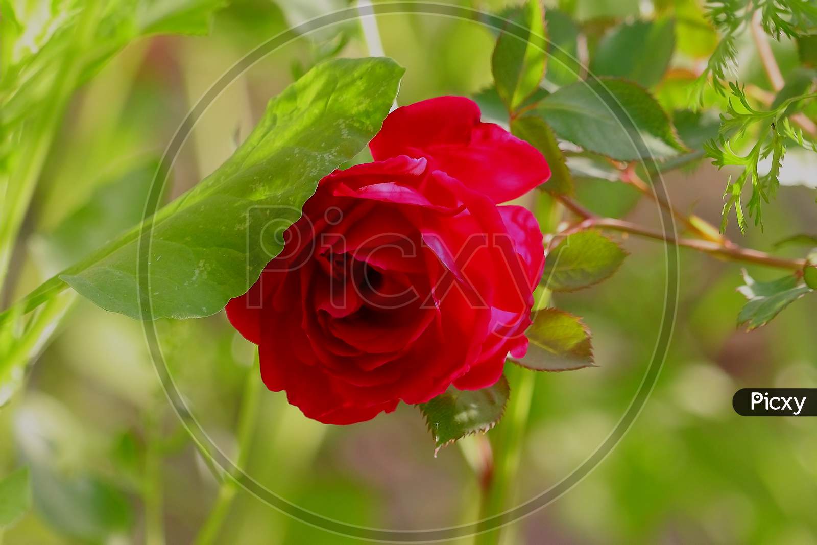 red rose flower in garden