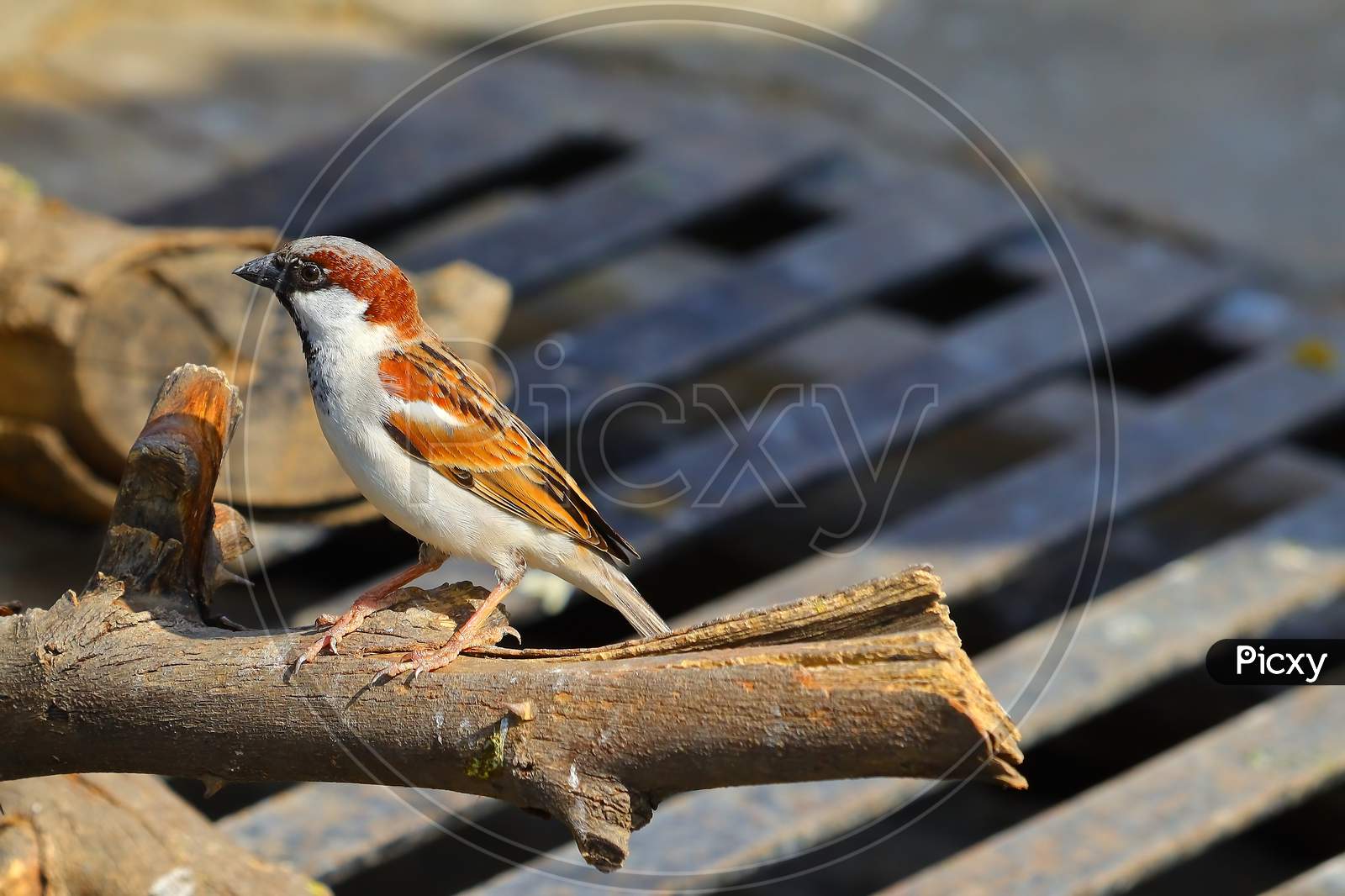 sparrow perching on wood
