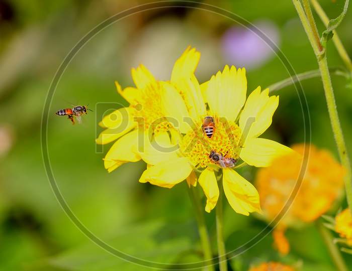 wild honey bee on yellow flower