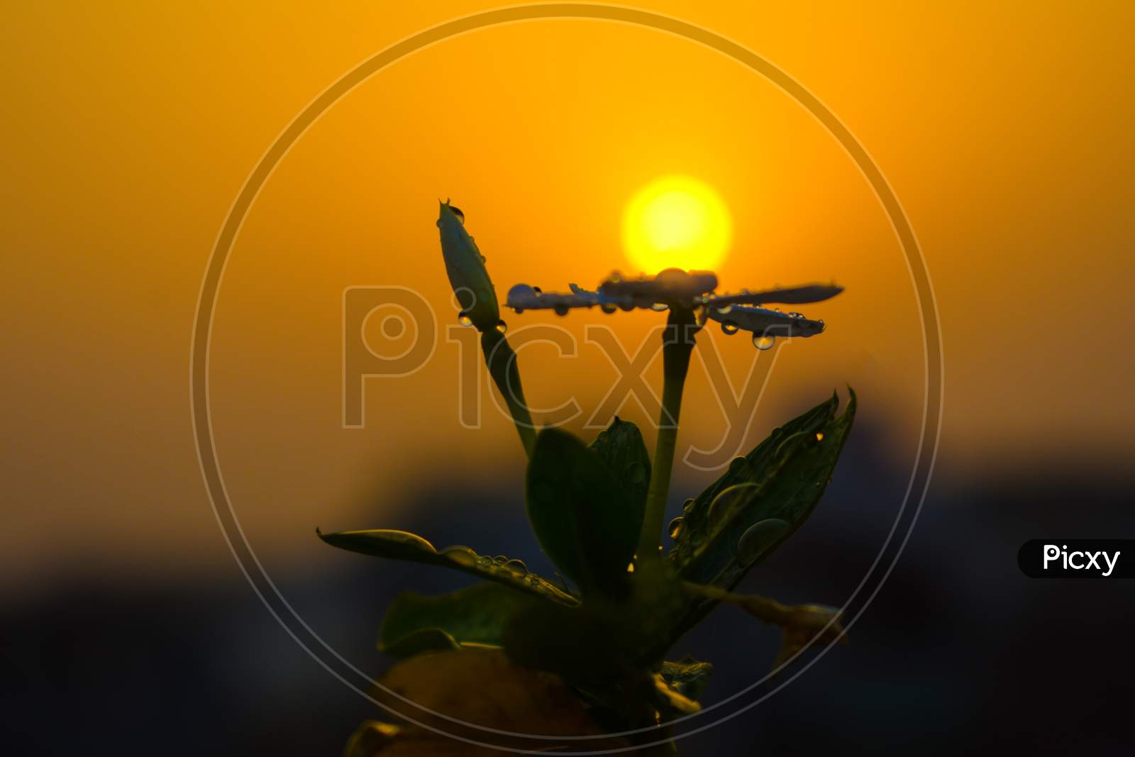 Sunset behind the flower look like a golden pearl