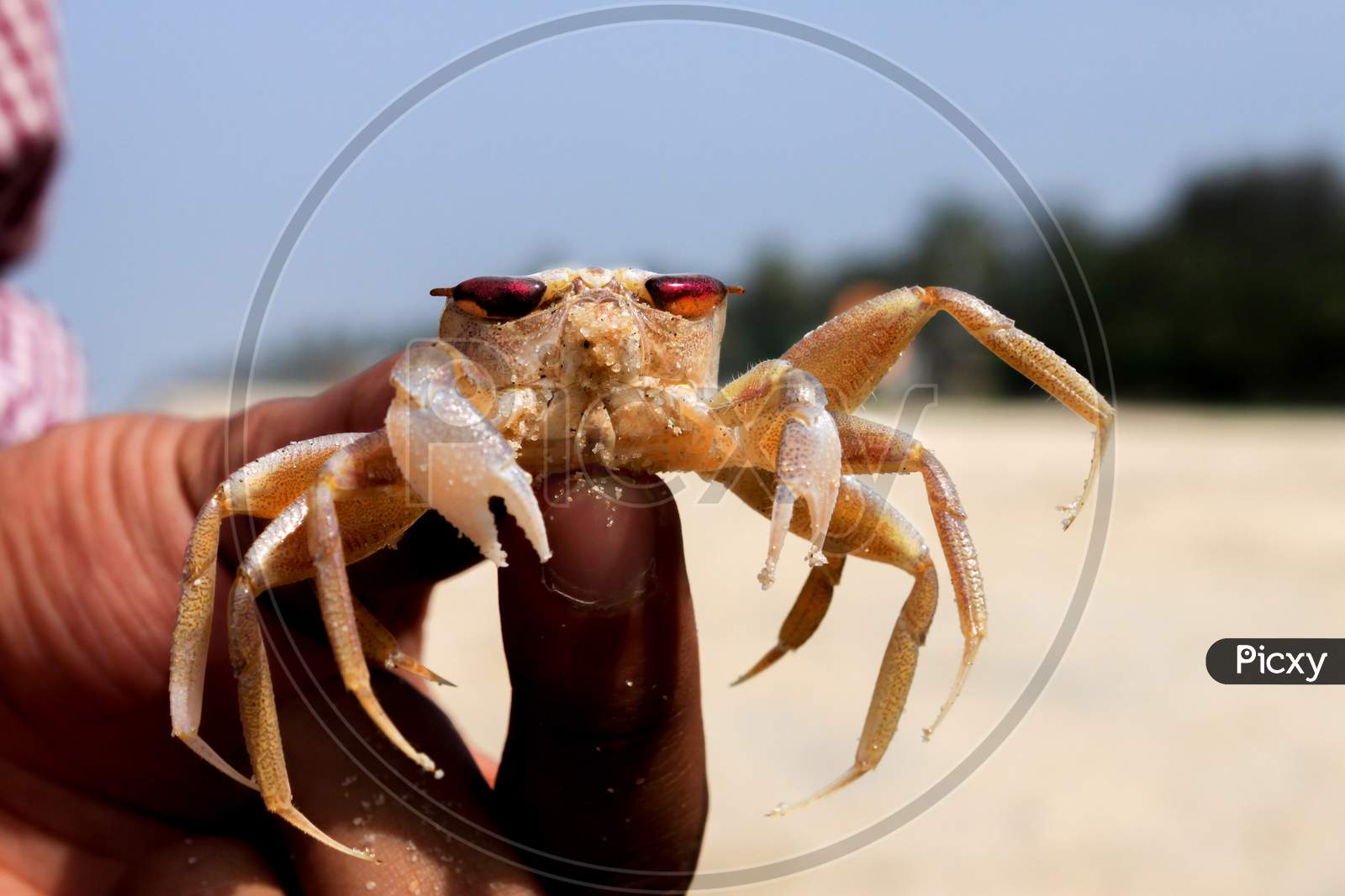 kekda - close up of a crab held in the hand