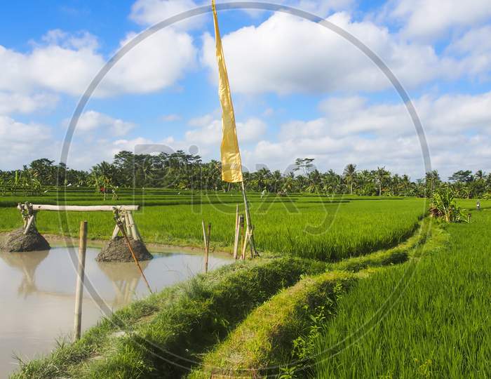 Lush green rice field in Ubud Bali