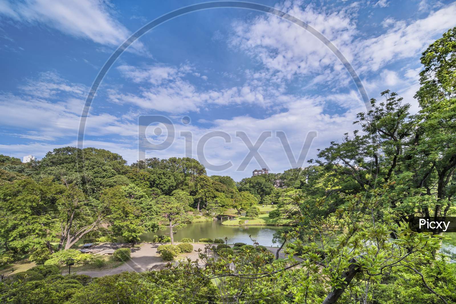 Lake Surrounded By Pines, Maple And Cherry Trees Under The Blue Sky In The Garden Of Rikugien In Tokyo In Japan.