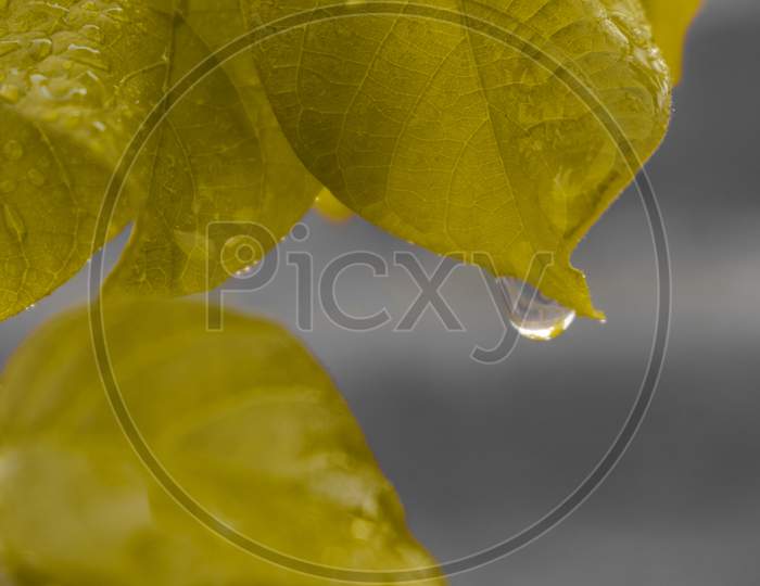 Water drops on a yellow leaf
