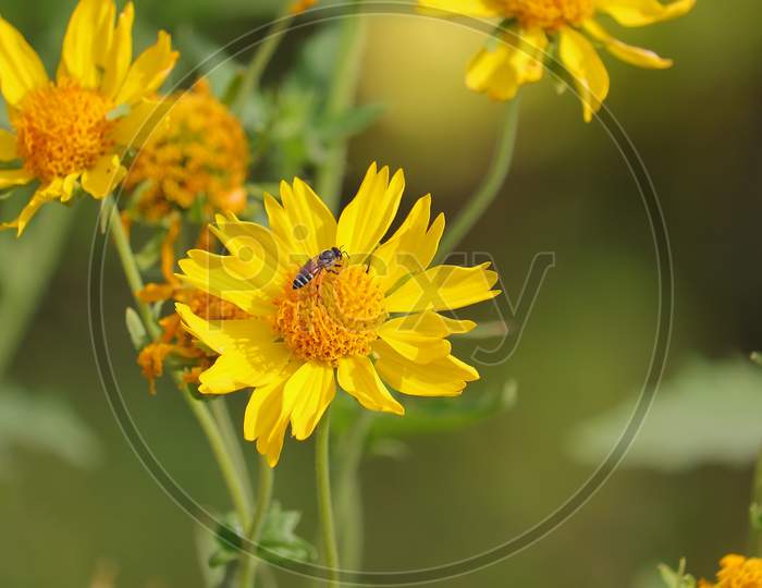 honey bees on wild flower, closeup view