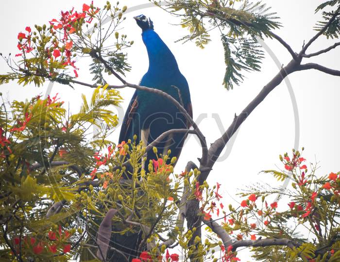 Indian Peacock on a branch