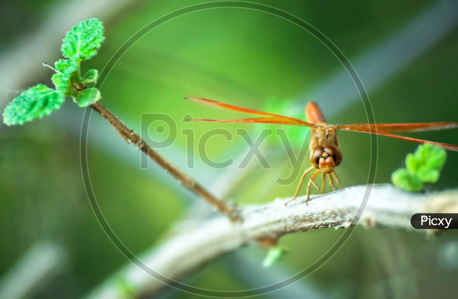 dragonfly on a wooden branch with green background