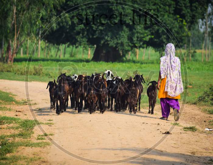 A woman and goats in a village