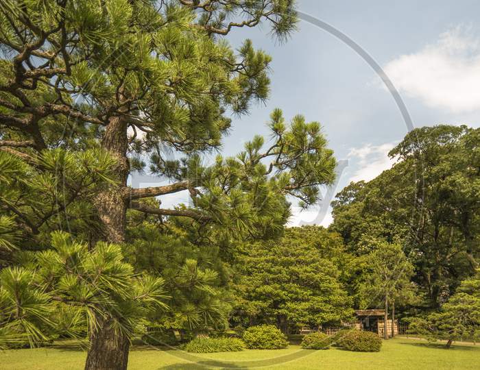 Big Pine Tree On A Lawn Under The Blue Sky And Bamboo Gate In The Garden Of Rikugien In Tokyo In Japan.