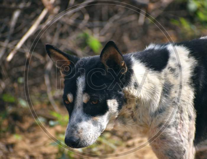 Closeup Image Of A Black And White stray  Dog