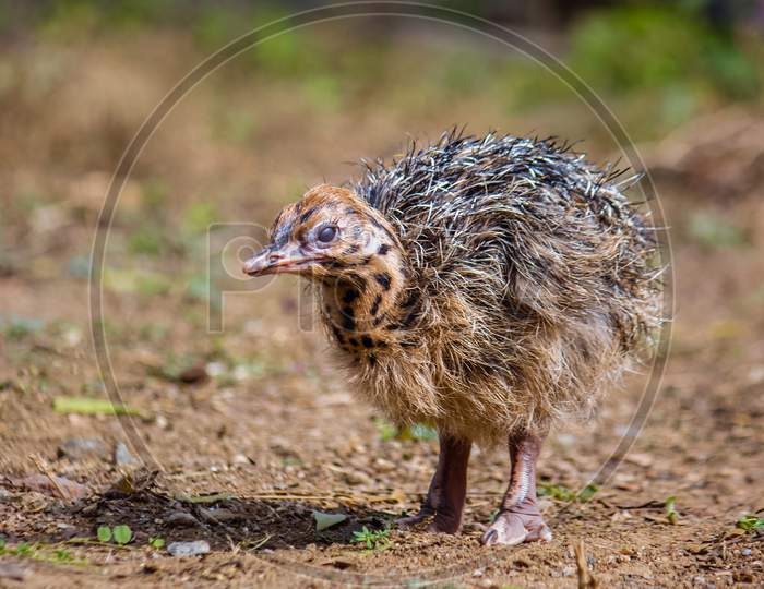 Baby Ostrich Stand Solo And Searching Its Mother Ostrich On Forest. World Larges Bird Ostrich .Baby Ostrich Portrait Close Up
