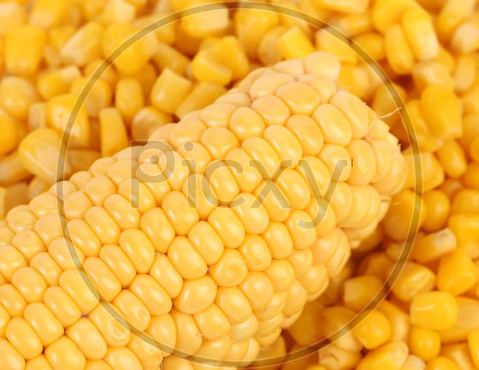 Tasty Yellow Ear Of Corn. Whole Background.